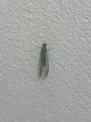 Pseudomallada subcostalis