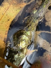 Microvelia americana