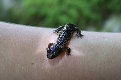 Desmognathus ochrophaeus