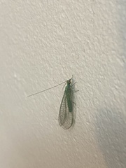 Pseudomallada subcostalis