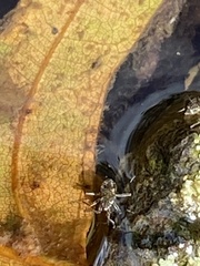 Microvelia americana