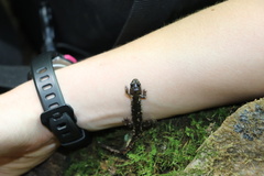 Desmognathus ochrophaeus