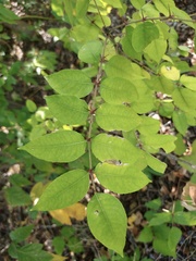 Zanthoxylum clava-herculis