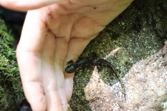 Desmognathus ochrophaeus