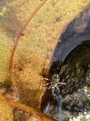 Microvelia americana