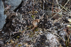 Arrhenia acerosa