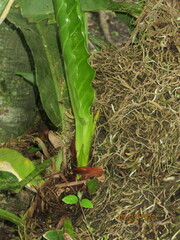 Anthurium schlechtendalii