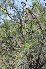 Parkinsonia aculeata