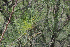 Parkinsonia aculeata