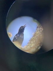 Quiscalus major