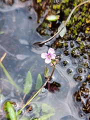Cardamine purpurea