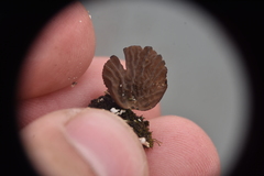 Arrhenia acerosa