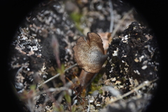 Arrhenia acerosa