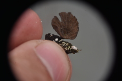 Arrhenia acerosa