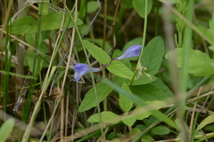 Scutellaria