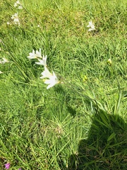 Sparaxis grandiflora