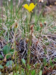 Saxifraga hirculus