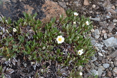 Dryas hookeriana