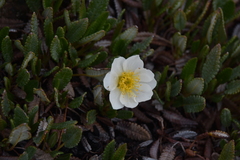Dryas hookeriana