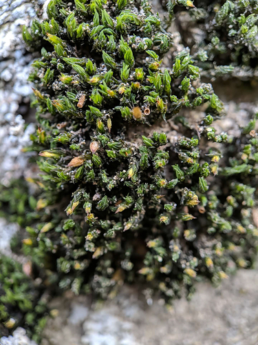 Orthotrichum hallii