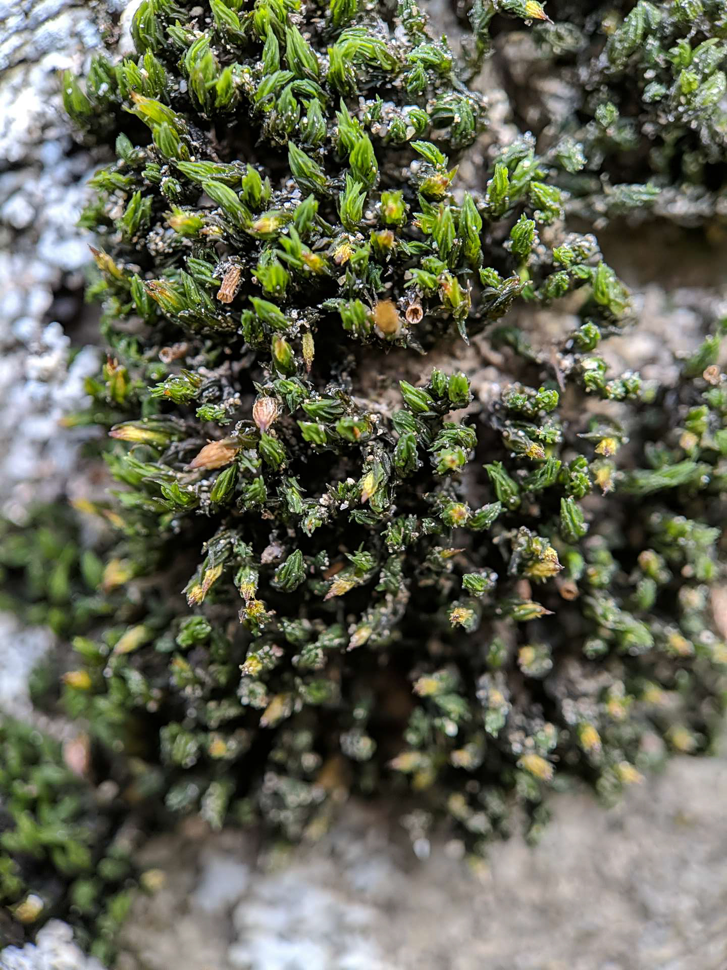 Orthotrichum hallii