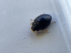 Coccinellidae