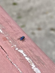 Condylostylus mundus