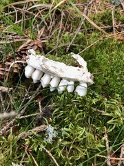 Capreolus capreolus