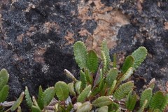 Dryas hookeriana