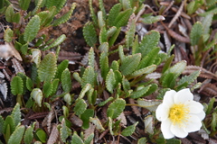 Dryas hookeriana