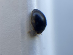Coccinellidae