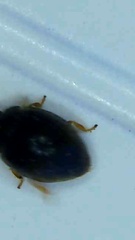 Coccinellidae