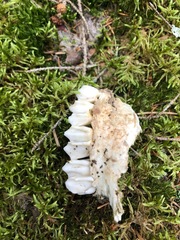 Capreolus capreolus