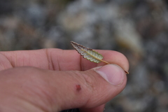 Dryas hookeriana