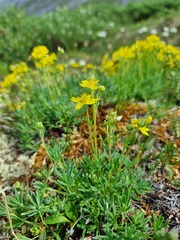 Potentilla biflora