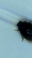 Coccinellidae