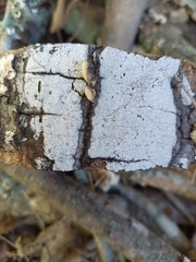 Biscogniauxia atropunctata