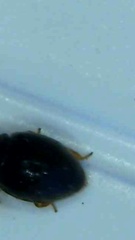 Coccinellidae
