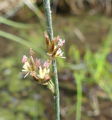 Juncus balticus