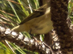Vireo griseus