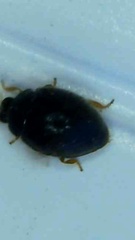 Coccinellidae