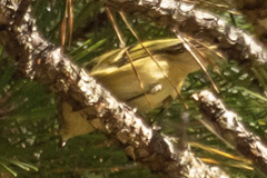 Vireo griseus