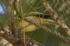 Vireo griseus