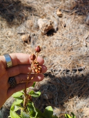 Cistus symphytifolius