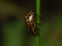 Photuris