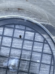 Coccinellidae