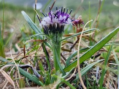 Saussurea angustifolia