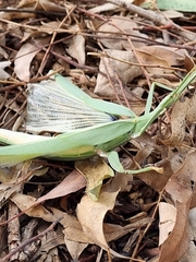 Tropidoderus childrenii