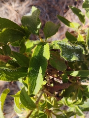 Cistus symphytifolius