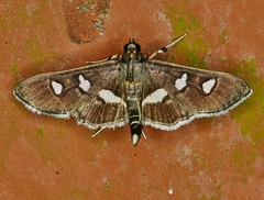 Desmia subdivisalis